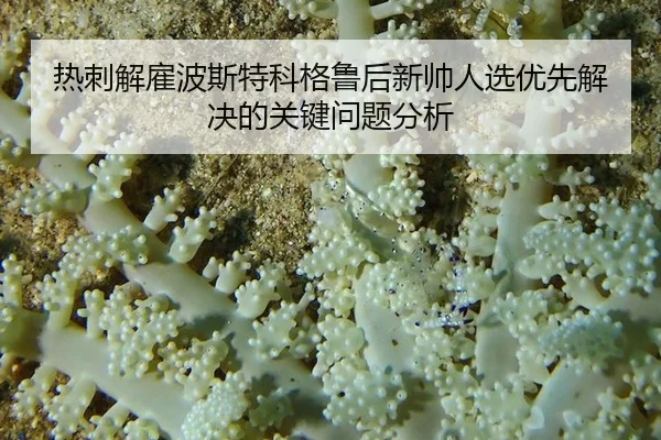 re-ci-jie-gu-bo-si-te-ke-ge-lu-hou-xin-shuai-ren-xuan-you-xian-jie-jue-de-guan-jian-wen-ti-fen-xi-2-206.jpg